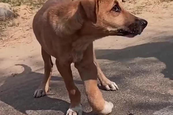 狗狗为什么会贫血，通常是食物单一、寄生虫感染等因素所导致