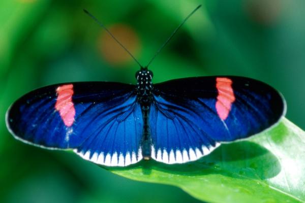 蝴蝶的生命周期，需经历卵—幼虫—蛹—成虫这四个阶段