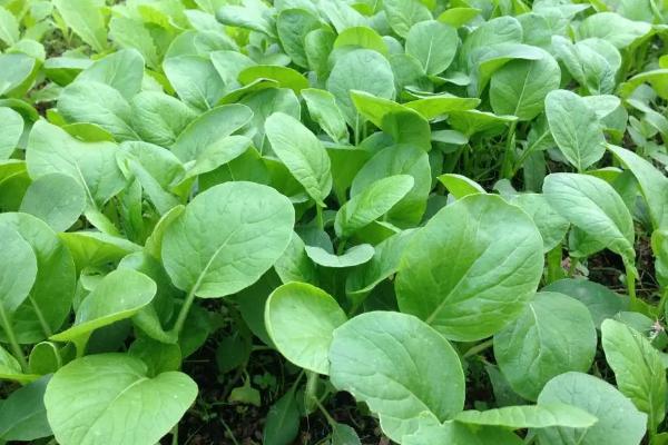 种植哪些蔬菜可以致富，青蒜、油麦菜、小白菜等品种均为适宜选择