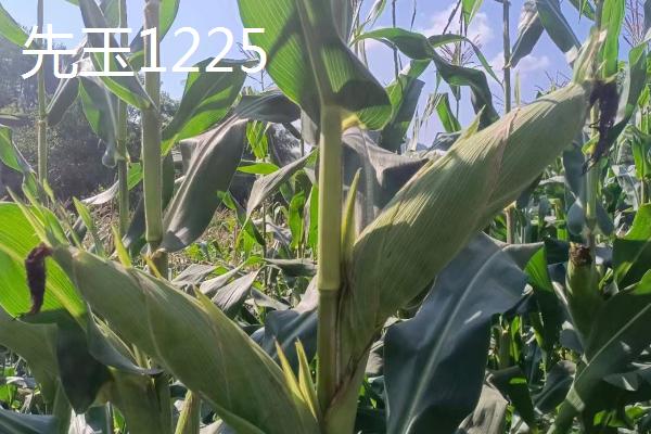 2021年可以种什么玉米，登海533、和育187、先玉1225等品种均为合适的选择