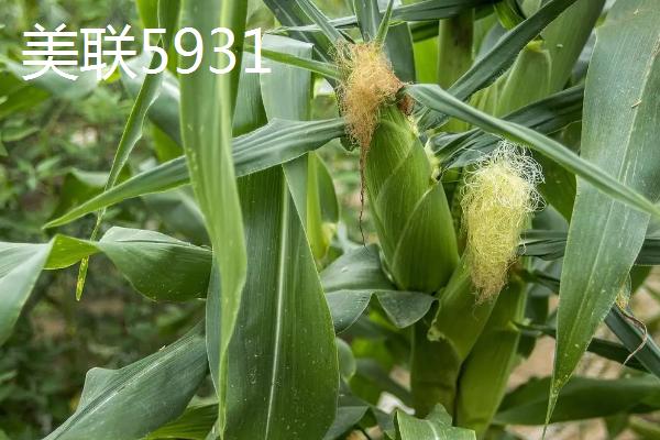 2021年可以种什么玉米，登海533、和育187、先玉1225等品种均为合适的选择