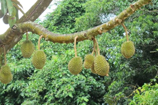 榴莲的价格，市场售价会受到地区、季节等因素的影响