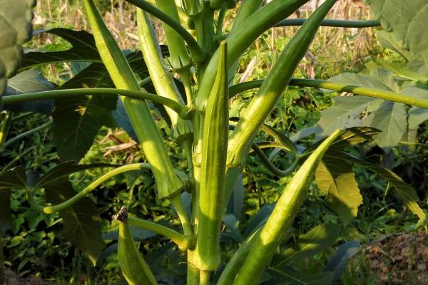 哪些种植项目的亩收入可达到五万元，适宜选择有藏红花、黄精、巴旦木等品种