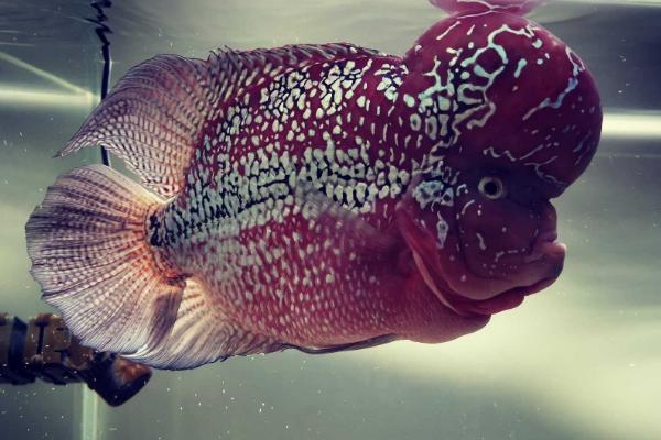什么是金花罗汉鱼，属于鲈形目、慈鲷科淡水鱼类