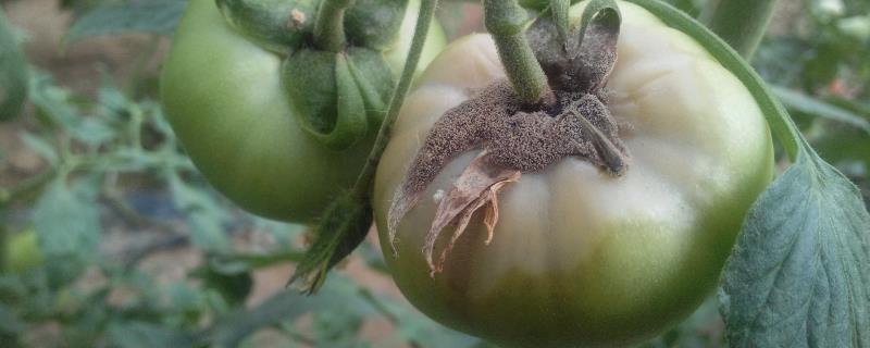 如何防治西红柿灰霉病，药剂防治要注意耐药性的产生