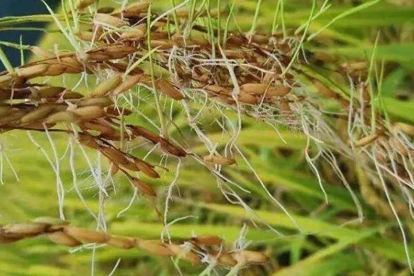水稻穗发芽原因以及怎么预防，休眠期较短的品种容易出现发芽情况