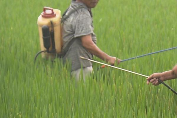 水稻对肥料的需求特点，需控施氮肥、重视施用磷钾肥