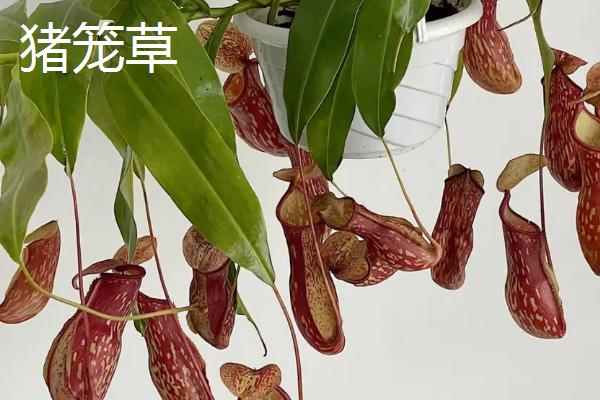 苍蝇的天敌，包括捕食性、寄生和微生物天敌