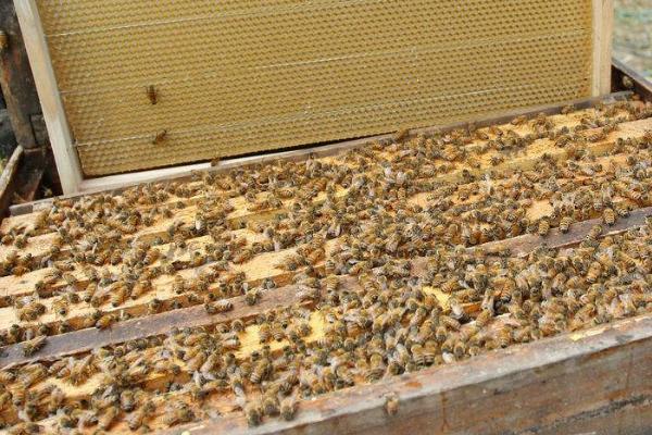 开春后何时饲喂蜜蜂，主要取决于蜂种和气候条件