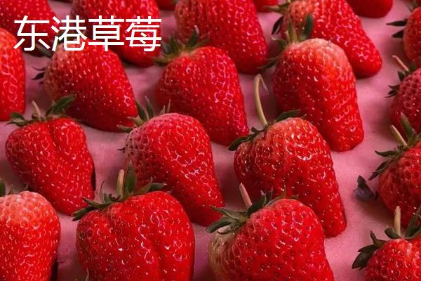 辽宁省丹东市的特色水果，夏家村草莓达到无公害绿色食品标准