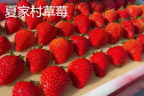 辽宁省丹东市的特色水果，夏家村草莓达到无公害绿色食品标准