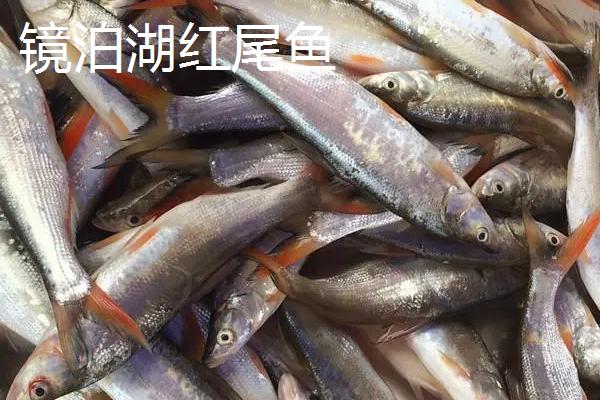 黑龙江佳木斯市的特产，包括力佳风干肠、抱马子茶叶筒等种类