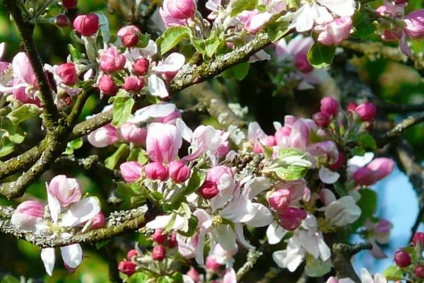苹果的开花期是什么时候，通常在4-5月份