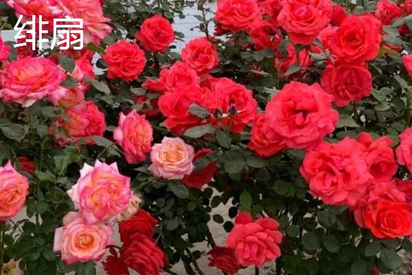 最美的月季花品种，蒙娜丽莎的花型和花色堪称一绝