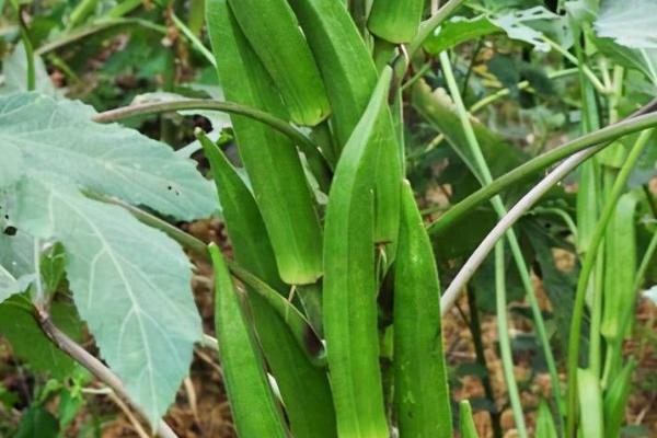 农村种植什么食用菌具有较高的效益，香菇、木耳、平菇等品种均为不错的选择