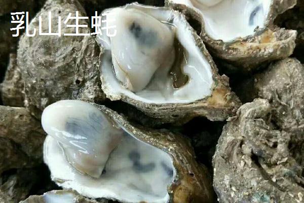 北海生蚝产于哪里，属于广西北海市的特产