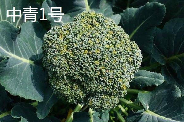 西兰花优良品种介绍，品种众多各具特点