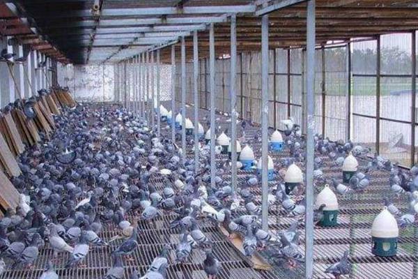 温室大棚养殖鸽子的优点，易于建设且光照充足