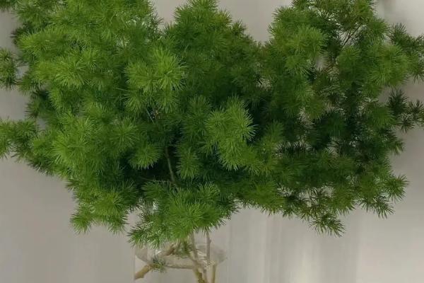 蓬莱松简介，是多年生常绿草本植物