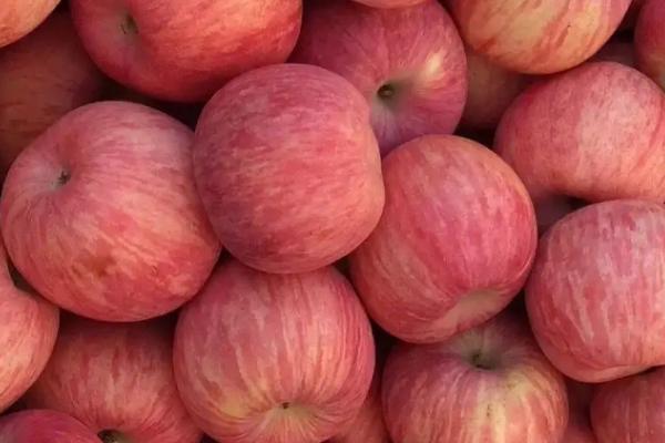 红富士苹果的批发价，会受到产地、品质等条件的影响