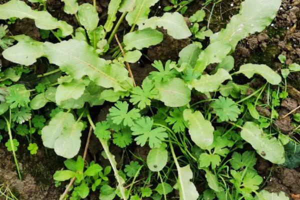 农村热门的五个项目，可种植野菜、玫瑰、灵芝、蘑菇、粗粮