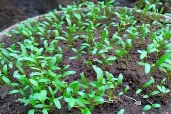 夏天种植菠菜如何处理种子，用凉水浸泡12-24小时、经过催芽即可播种