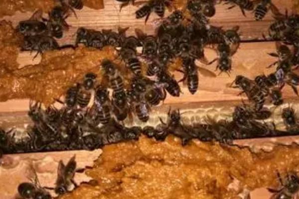 连续5天对蜜蜂喂糖会不会快速发展，可以刺激蜂王产卵、加快蜂群发展速度