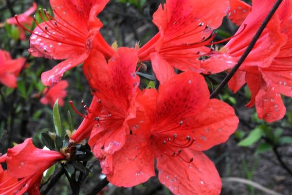 红色杜鹃花的寓意，寓意爱的喜悦、繁荣幸福等