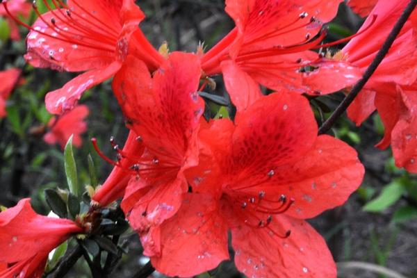 红色杜鹃花的寓意，寓意爱的喜悦、繁荣幸福等