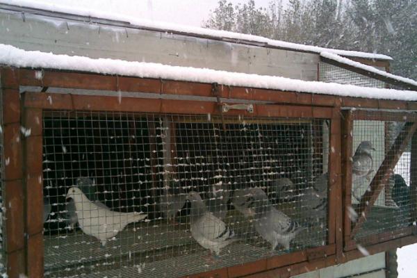 冬季鸽舍怎么保暖还通风，不能完全将鸽舍封起来