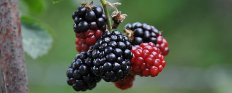 黑莓和桑葚有什么区别，黑莓是聚合果、桑葚是聚花果