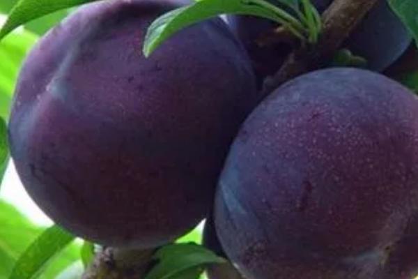 紫翡翠李子的甜度，一般可达到16度左右