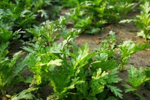 秋天种植的蔬菜有哪些，包括菠菜、香菜、白菜、萝卜等品种