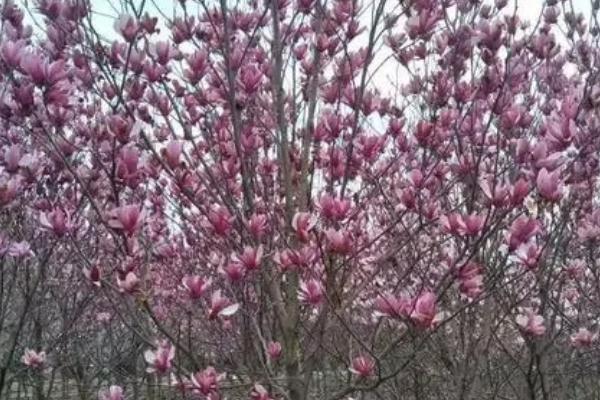 紫玉兰是什么植物，为中国两千多年的传统花卉