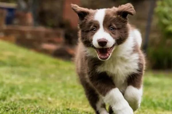 饲养边境牧羊犬的要点，需提供足够的生活空间、定期为它修剪毛发