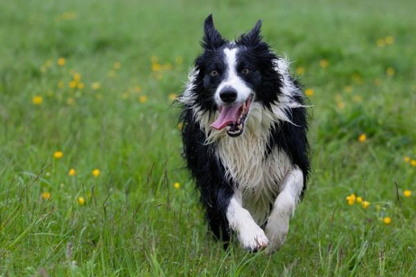 饲养边境牧羊犬的要点，需提供足够的生活空间、定期为它修剪毛发