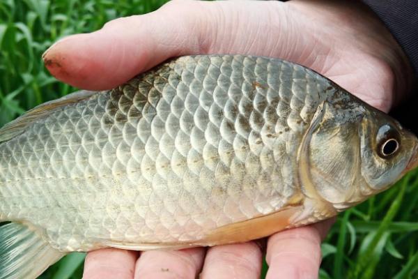 1#鲫饵料介绍，属于纯香型鱼饵、适合垂钓草鱼和鲤鱼等鱼种