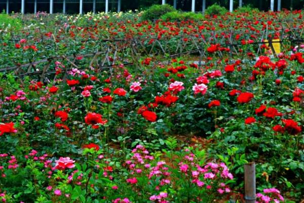 高温天气怎么管理月季，可剪除多余的幼芽、转移至阴凉通风处