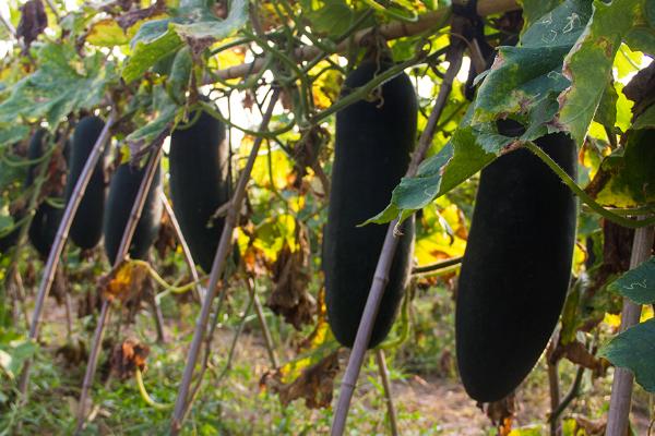 黑皮冬瓜的产地，海南和广西适合其生长