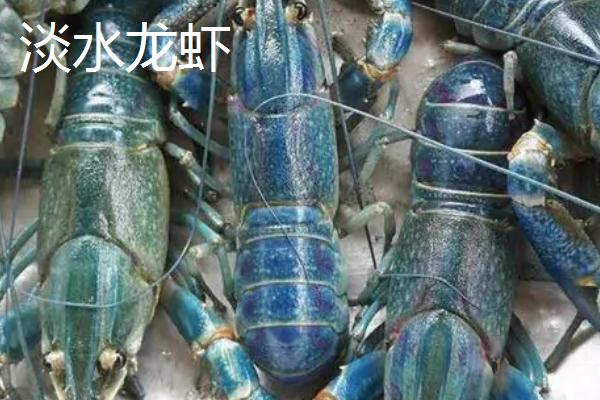 淡水虾的种类，日本沼虾、罗氏沼虾等为主要养殖品种