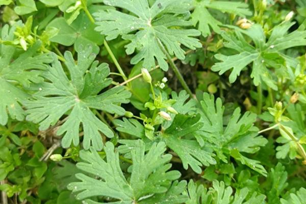 野老鹳草的发生特点，常生于田野中与植物争夺水分养分