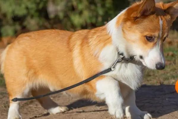 柯基犬的优缺点，性格机警但脾气大