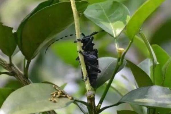 柑橘天牛的危害，主要有产卵为害、取食为害和蛀食为害等