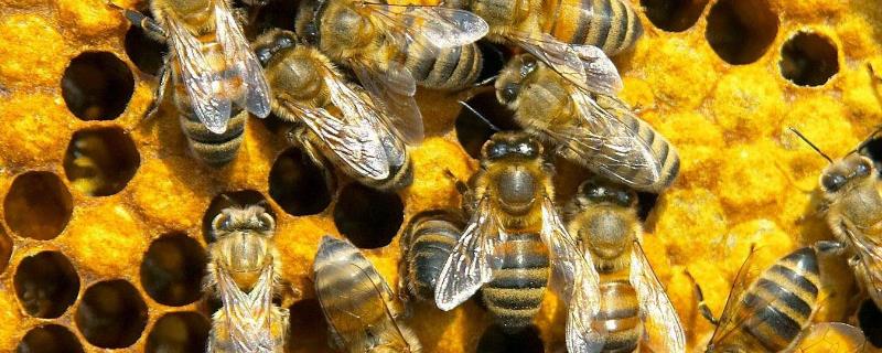 蜜蜂何时会快速繁殖，春季蜜源较丰富时繁殖速度较快