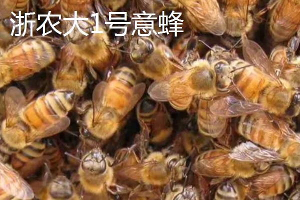 养什么蜂具有良好的效益，虎头蜂、意蜂等品种均是适宜选择