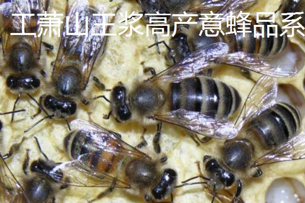 养什么蜂具有良好的效益，虎头蜂、意蜂等品种均是适宜选择