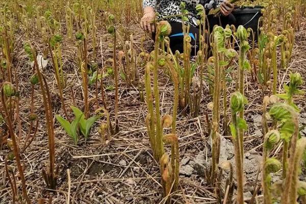 种植蕨菜的效益，亩收益可达到12000-16000元左右