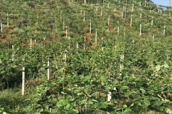 种植猕猴桃怎么预防冻害，建造防风带可降低受冻几率