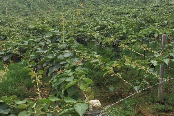 种植猕猴桃怎么预防冻害，建造防风带可降低受冻几率