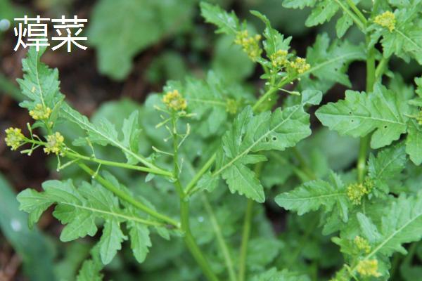 白菜属于什么科植物，属于十字花科植物